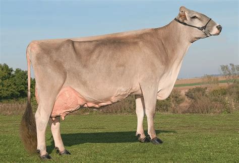 It was selectively bred for dairy qualities only, and its draft and beef capabilities were lost. . Brown swiss calves for sale in wisconsin